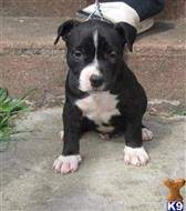Our kennel is the recognized world leader in blue bully type pitbulls. American Pit Bull Puppies For Sale In Pennsylvania