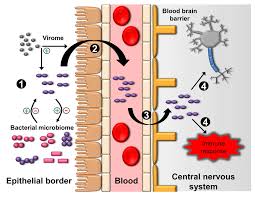 Edema and inflammatory infiltrates lead to fever, focal neurological deficits, decreased level of consciousness, and seizure. From The Microbiome To The Central Nervous F1000research