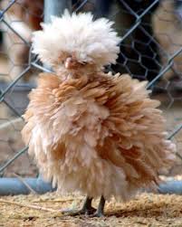 Wild Bird With Crazy Hair Chicken With Crazy Hair Animals Doing Funny Things Frizzle Chickens Pet Birds