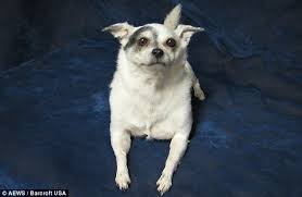 Select the department you want to search in. Eternally Yours The Freeze Dried Pets That Loving Pet Owners Can T Bear To Bury Or Have Cremated Daily Mail Online