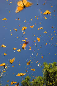 Monarch butterfly aesthetic blue butterfly wallpaper. Monarch Butterfly Yearly Migration In Mexico Butterfly Wallpaper Yellow Aesthetic Wallpaper Backgrounds