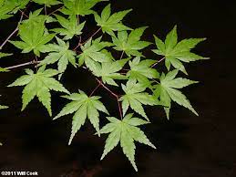 Japanese maples are the most desirable garden trees that exist.a tree in fall is guaranteed to turn heads and gather admiring looks and the enormous variety of leaf forms, colors and tree shapes means that no matter what your taste or space restrictions, there will be a tree for you. Japanese Maple Acer Palmatum