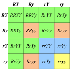 Punnett Square for Dihybrid Cross (RrYy x RrYy)