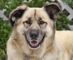 Check spelling or type a new query. Westside German Shepherd Rescue Of Los Angeles