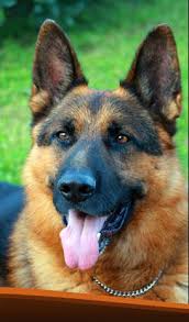 Puppy is sold to the bearing family. 9 Rocky Ideas Dogs German Shepherd Dogs Shepherd Dog