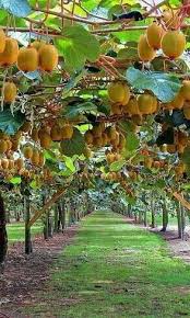 Fruits Jardin Fruitier Arbre Fruitier Amenagement Paysager De Cour