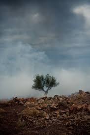 Wasbella102 Olive Tree Palestine The Olive Bloom Olive Tree Landscape Photography Landscape