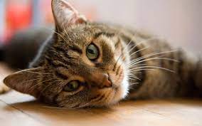 How to Protect Your Cat From Bird Flu, A Vet Explains