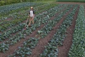 Picture The Scene You Re Awoken By The Morning Sun Grab Yourself A Coffee And Step Outside As You Take Your First Market Garden Backyard Farming Micro Farm
