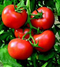 Check spelling or type a new query. Manfaat Rutin Makan Tomat Bagi Kesehatan Kabupaten Belu