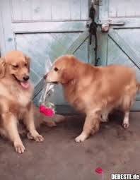 Share the best gifs now >>>. Lustige Tiere Gifs Kostenlos