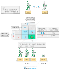 By a* biology on december 7, 2016 in. Monohybrid Inheritance Cie Igcse Biology Revision Notes