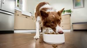 Dog Nutrition: Guide to Dog Food Nutrients | PetMD
