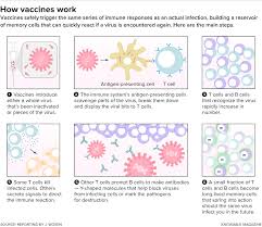 It's common for gastrointestinal side effects — especially nausea or upset stomach — to accompany other. An Old Problem How Immune Responses Weaken With Age
