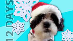 Animals Sing 12 Days Of Christmas This Is By Far My Favorite Christmas Video Ever Christmas Animals 12 Days Of Christmas Christmas Gif