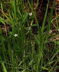 Image result for Wahlenbergia virgata