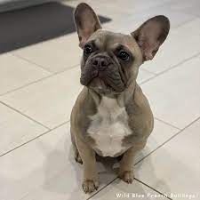 French bulldog puppies for sale in texas french kisses from french bulldogs. French Bulldogs For Sale In Texas Wild Blue French Bulldogs