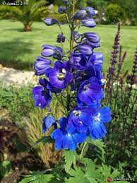 Delphinium Pacific Giant Pied D Alouette Blue Bird Au Jardin Fleurs Bleues Jardins Fleurs