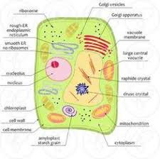 Animal cell 9th grade biology. 200 Plant Cell School Project Ideas Plant Cell Cells Project Cell Model