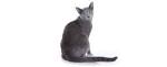 Russian blue kitty love, russisch blau Rassekatze kitten