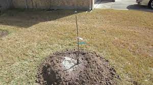 Bare root planting is one of the best methods for establishing fruit trees. How To Plant A Bare Root Fruit Tree Youtube