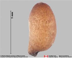 Image result for Eragrostis tef