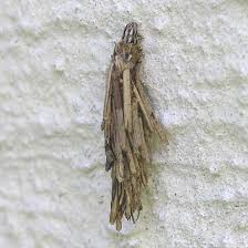 Bagworm species are found globally, with some, such as the snailcase bagworm (apterona helicoidella), in modern times settling continents where they are not native. Bagworm Moth Caterpillar Bugguide Net