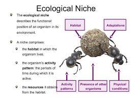 A look at introduced species. Habitat Environment And Ecological Niche