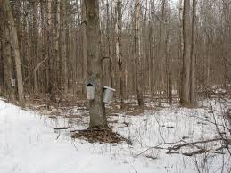 This makes most of the water in the sap evaporate, leaving just the sweet and tasty parts behind. Celebrating The History Of Maple Syrup Msu Extension