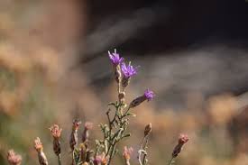 Image result for Vernonia agrianthoides