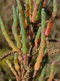 Image result for Salicornia perrieri