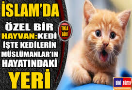 Islam Da Ozel Bir Hayvan Kedi