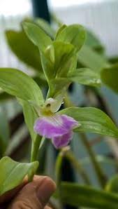 Image result for Brachycorythis kalbreyeri