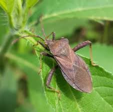 Image result for Struthiola scaettae