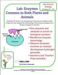 Free Lab Catalase An Enzyme Common To Both Plants And Animals Biology Labs Biology Classroom Enzymes Biology