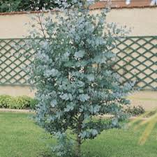 Brighterblooms.com has been visited by 10k+ users in the past month Eucalyptus Baby Blue Vente En Ligne De Plants De Eucalyptus Baby Blue Pas Cher Leaderplant