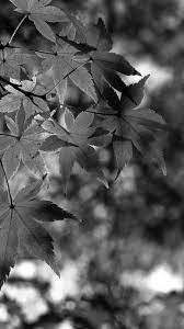 Fall Wallpaper Black 3d Wallpapers Fall Wallpaper Autumn Leaves Wallpaper Fall Wallpaper Tumblr