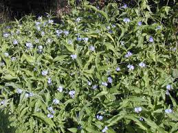 Image result for Commelina erecta