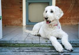 From alldayidreamaboutfood.com discover twenty different poodle mixes in this complete guide to doodle dogs. Top 44 Best Poodle Mixes Which Doodle Dog Is Right For You