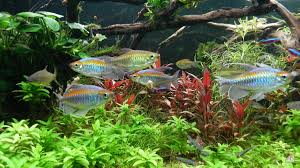 Kọngosalmler, micralẹstes interrụptus, phenacogrạmmus interrụptus, afrikanische art der salmler. Blauer Kongosalmler Phenacogrammus Interruptus Galerie Aquarium Stammtisch