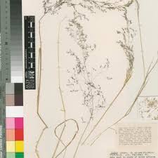 Image result for Agrostis quinqueseta