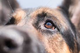Does daily grooming prevent shedding in german shepherds? Do German Shepherds Shed Embora Pets