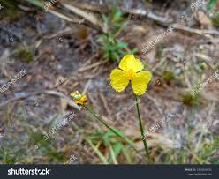 Image result for Xyridaceae