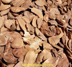 Image result for Hunteria