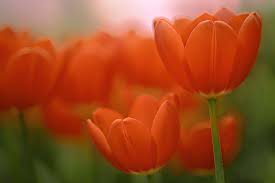 Trusted for 54 years in toronto and the gta to design and deliver the very best floral designs and plantscapes available. Tulip Hd Wallpaper Background Image 2048x1365