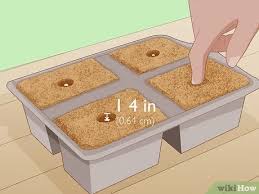 And, i think you'll agree with me that having your own homegrown before we get into the details of how to grow jalapenos in pots, here's some background information on the jalapeno plant itself. 3 Ways To Grow Jalapeno Peppers Wikihow