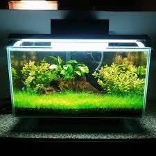 Banyak orang dengan akuarium air tawar berpikir untuk mengubah menjadi aquarium laut atau tangki terumbu karang. Buat Semua Orang Terkesima Dengan Akuarium Buatanmu Dan Hias Dengan 10 Hiasan Ini