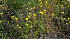 Image result for Monopsis