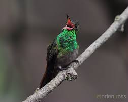 Image result for Pycnostachys coerulea