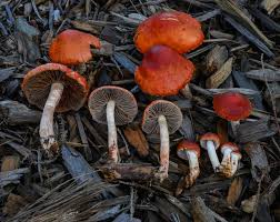 Image result for Stolzia heiligenthalii